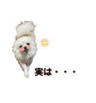 大人しい犬(敬語)ポメラニアン（個別スタンプ：13）
