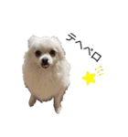大人しい犬(敬語)ポメラニアン（個別スタンプ：14）
