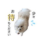 大人しい犬(敬語)ポメラニアン（個別スタンプ：15）