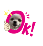 大人しい犬(敬語)ポメラニアン（個別スタンプ：16）