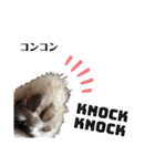 大人しい犬(敬語)ポメラニアン（個別スタンプ：17）