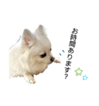 大人しい犬(敬語)ポメラニアン（個別スタンプ：18）