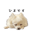 大人しい犬(敬語)ポメラニアン（個別スタンプ：19）