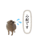 大人しい犬(敬語)ポメラニアン（個別スタンプ：20）