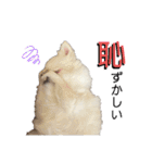 大人しい犬(敬語)ポメラニアン（個別スタンプ：21）