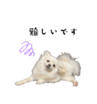 大人しい犬(敬語)ポメラニアン（個別スタンプ：22）