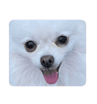 大人しい犬(敬語)ポメラニアン（個別スタンプ：23）