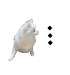 大人しい犬(敬語)ポメラニアン（個別スタンプ：26）
