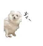 大人しい犬(敬語)ポメラニアン（個別スタンプ：27）