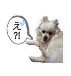 大人しい犬(敬語)ポメラニアン（個別スタンプ：28）