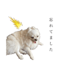 大人しい犬(敬語)ポメラニアン（個別スタンプ：29）