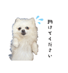 大人しい犬(敬語)ポメラニアン（個別スタンプ：30）