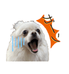 大人しい犬(敬語)ポメラニアン（個別スタンプ：33）