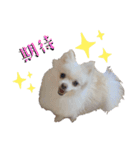 大人しい犬(敬語)ポメラニアン（個別スタンプ：35）