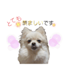 大人しい犬(敬語)ポメラニアン（個別スタンプ：36）