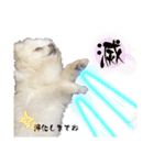 大人しい犬(敬語)ポメラニアン（個別スタンプ：37）