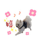 大人しい犬(敬語)ポメラニアン（個別スタンプ：38）