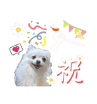 大人しい犬(敬語)ポメラニアン（個別スタンプ：39）