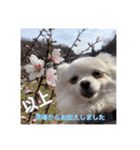 大人しい犬(敬語)ポメラニアン（個別スタンプ：40）