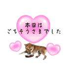 柴犬のふくたろう（個別スタンプ：10）