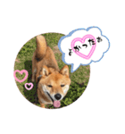 柴犬のふくたろう（個別スタンプ：22）