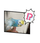 ルキちゃん セキセイインコ2（個別スタンプ：1）