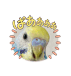 ルキちゃん セキセイインコ2（個別スタンプ：2）