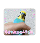 ルキちゃん セキセイインコ2（個別スタンプ：23）