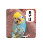 ルキちゃん セキセイインコ1（個別スタンプ：3）