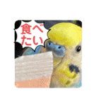 ルキちゃん セキセイインコ1（個別スタンプ：8）