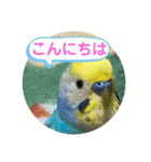 ルキちゃん セキセイインコ1（個別スタンプ：13）