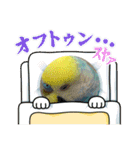 ルキちゃん セキセイインコ1（個別スタンプ：17）