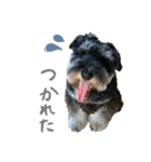 M.シュナウザーのジローくん（個別スタンプ：3）