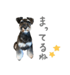M.シュナウザーのジローくん（個別スタンプ：5）