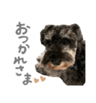 M.シュナウザーのジローくん（個別スタンプ：7）