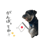 M.シュナウザーのジローくん（個別スタンプ：11）