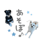M.シュナウザーのジローくん（個別スタンプ：14）