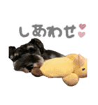 M.シュナウザーのジローくん（個別スタンプ：22）