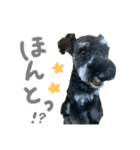M.シュナウザーのジローくん（個別スタンプ：23）