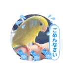 マメルリハ達7（個別スタンプ：3）