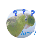 マメルリハ達7（個別スタンプ：5）