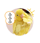 マメルリハ達7（個別スタンプ：7）