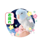 マメルリハ達7（個別スタンプ：8）