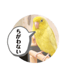 マメルリハ達7（個別スタンプ：11）