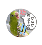 マメルリハ達7（個別スタンプ：13）