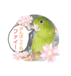 マメルリハ達7（個別スタンプ：17）