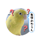 マメルリハ達7（個別スタンプ：19）