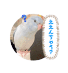 マメルリハ達7（個別スタンプ：20）