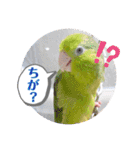 マメルリハ達7（個別スタンプ：21）