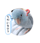 マメルリハ達7（個別スタンプ：24）